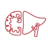 国际肝性脑病与氮代谢学会